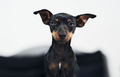 Portrait of dog against white background