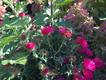 Close-up of pink flowers blooming in garden