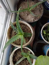 High angle view of potted plant