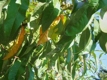 Close-up of a tree