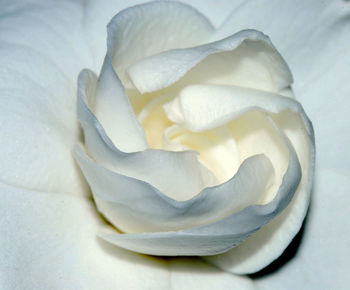 Close-up of white rose