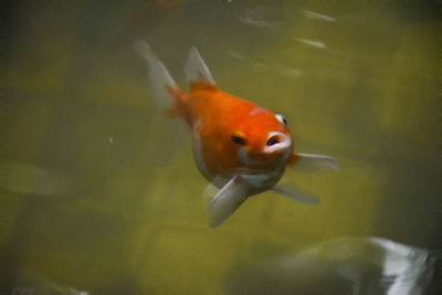 View of fish swimming in sea