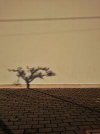 Shadow of a tree on a wall
