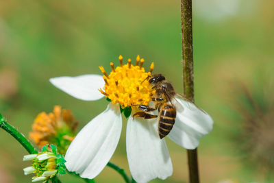 Close-up of bee pollinating on flower