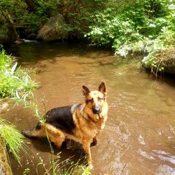Pretty german shepherd in lovely creek.
