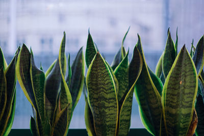 Close-up of succulent plant