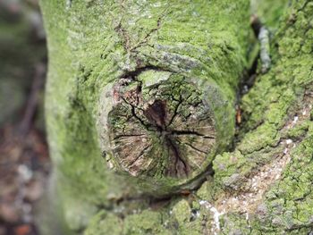 Close-up of tree trunk