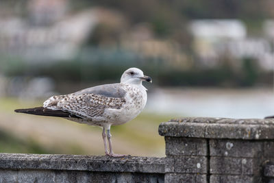 Close-up of seagull perching on railing against wall