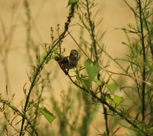 Close-up of bird perching on branch