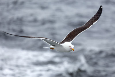 Seagull flying over sea