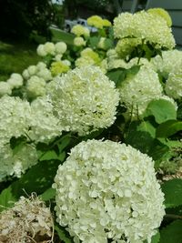 Close-up of white flowers