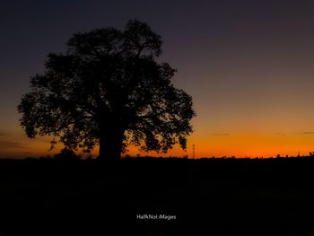 Silhouette tree on field against sky at sunset