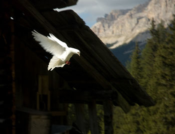 Close-up of bird flying against mountain