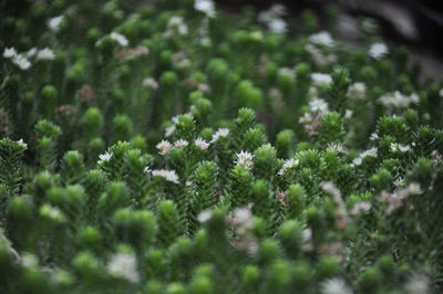 Full frame shot of plants