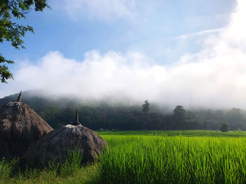 Scenic view of agricultural field against sky