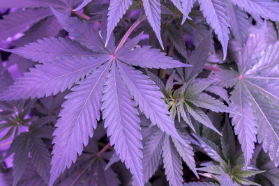 Full frame leaf shot of cannabis plant