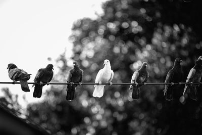 Low angle view of birds perching on cable against sky