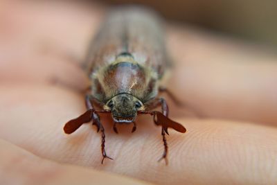 Cropped hand holding cockchafer