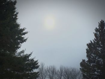 Low angle view of trees against sky