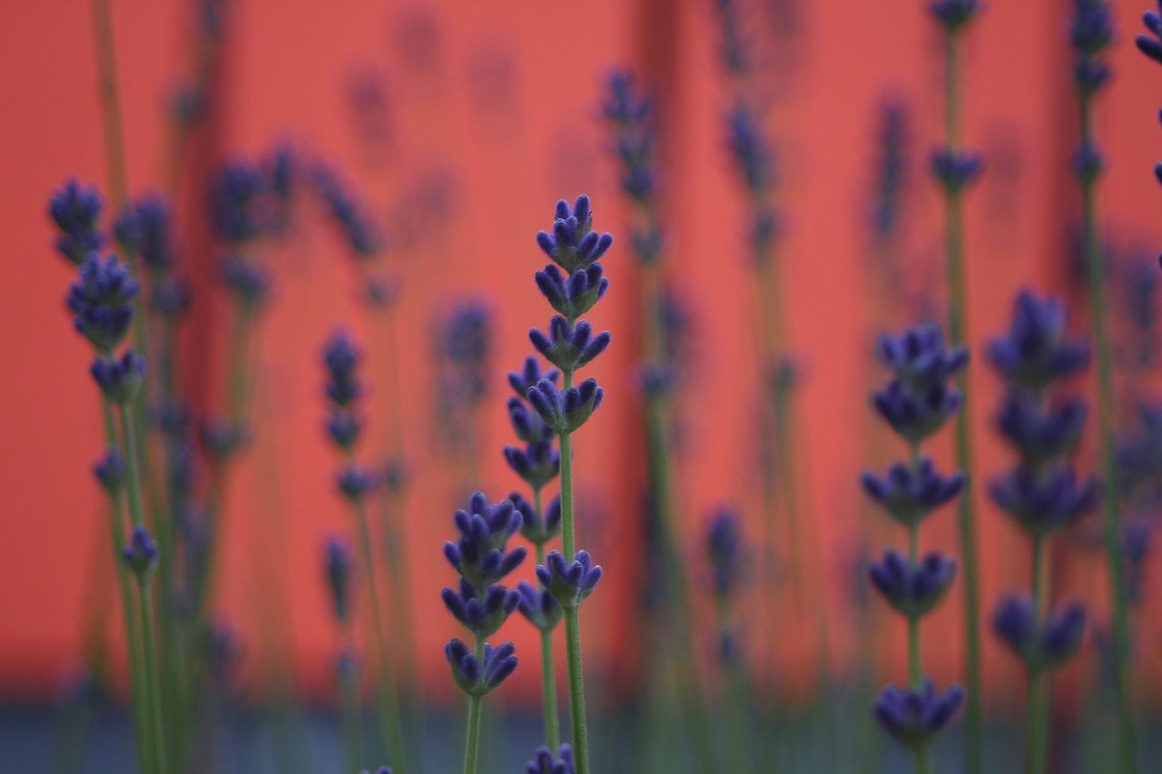 orange color, flower, growth, close-up, plant, focus on foreground, fragility, freshness, nature, beauty in nature, stem, selective focus, red, no people, outdoors, sunset, petal, flower head, day, wall - building feature