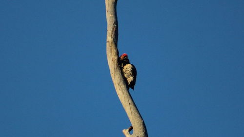 Low angle view of woodpecker on twig against clear sky