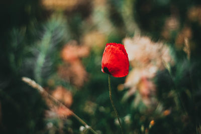 Close-up of red poppy on plant