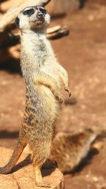 Close-up of lizard on sand