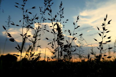 Close-up of silhouette plants against sky at sunset