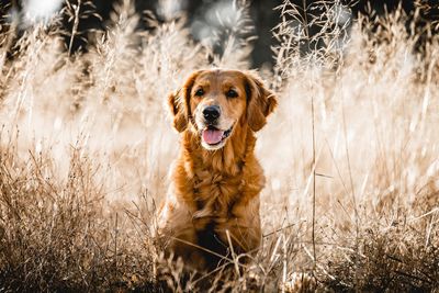 Portrait of golden retriever sitting on grass