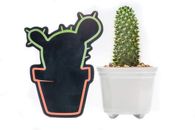 Close-up of potted plant against white background