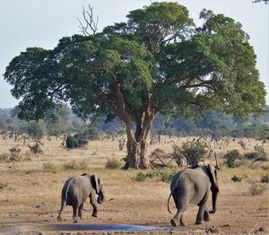 Rear view of elephant calves on land