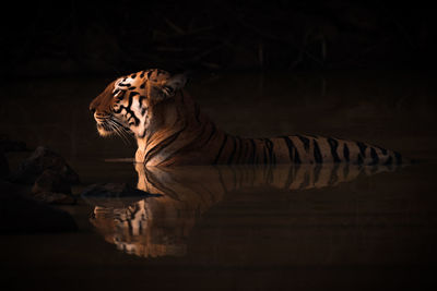 Side view of tiger in lake at sunset