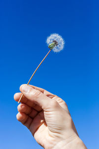 Cropped hand holding dandelion against clear blue sky