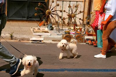 Low section of people with dogs walking on road in city