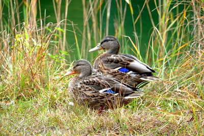Mallard ducks on grass