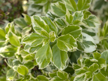 Close-up of fresh green leaves
