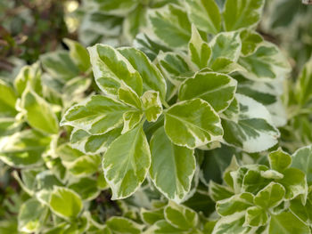 Closeup of beautiful variegated green leaves of a japanese spindle tree, euonymus japonicus
