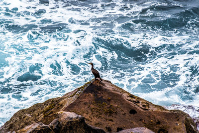 Seagull perching on rock by sea