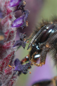 Close-up of bee pollinating flower