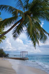 Palm trees on beach against sky