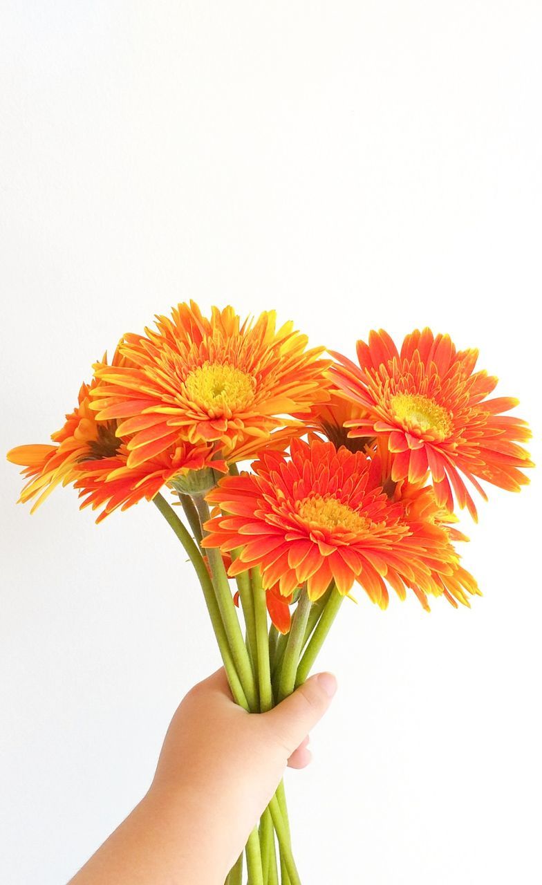 white background, flower, studio shot, human hand, flowering plant, vulnerability, fragility, one person, hand, holding, human body part, plant, freshness, indoors, flower head, close-up, petal, inflorescence, copy space, nature, finger, body part, human limb