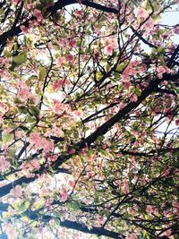 Low angle view of cherry blossom tree