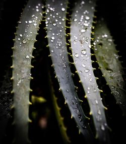 Close-up of wet plant during rainy season