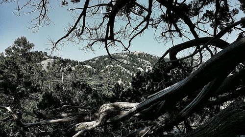 Trees in forest against sky