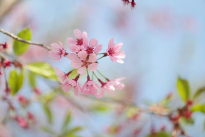 Close-up of pink cherry blossom