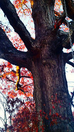 Low angle view of trees