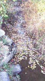 Close-up of autumn leaves in water