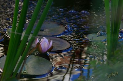 Lotus water lily in pond