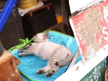 Close-up of cat sleeping