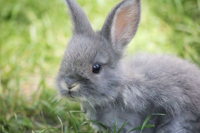 Close-up of an animal